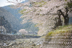 但馬國 出石藩 奥山川　桜吹雪