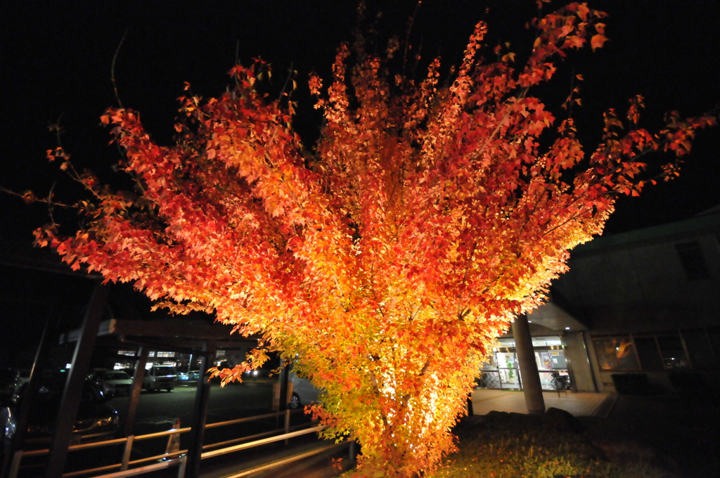 但馬國　勝手にライトアップ