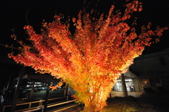 但馬國　勝手にライトアップ