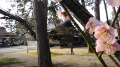 但馬國　出石藩　出石神社の春