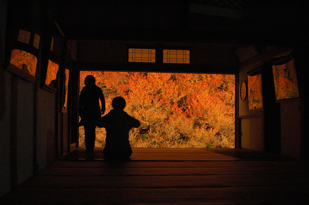 但馬國　安国寺　どうだんつつじ