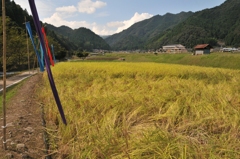 但馬國　小佐の郷　秋の収穫　①