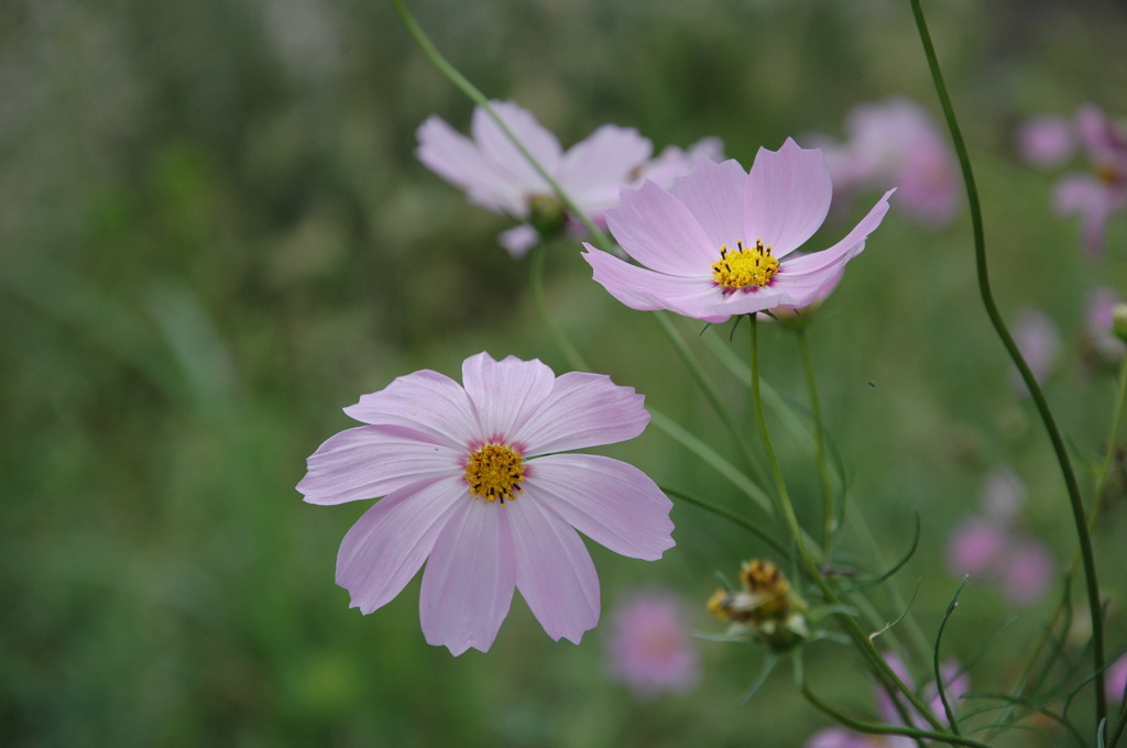 但馬國　秋コスモス