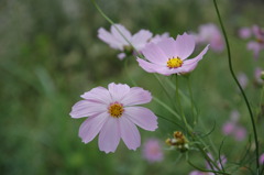 但馬國　秋コスモス