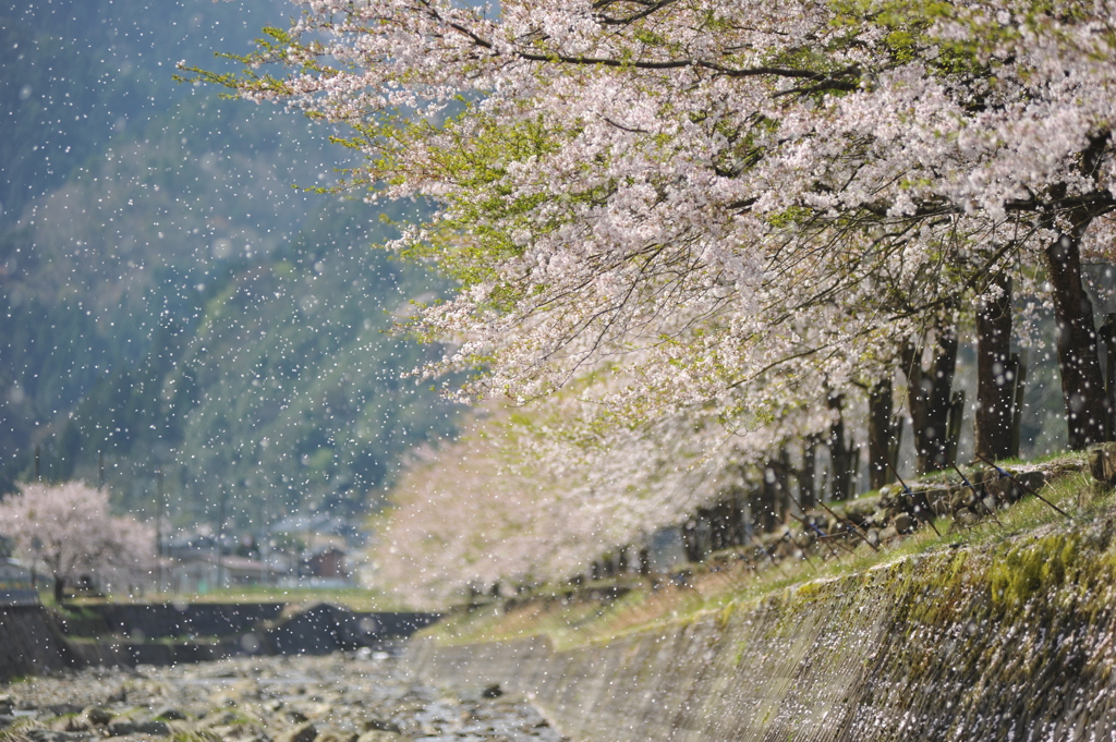 但馬國 出石藩 奥山川 桜吹雪②