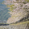 但馬國 出石藩 奥山川 桜吹雪②