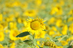 但馬國　神鍋高原　夏　ひまわり④