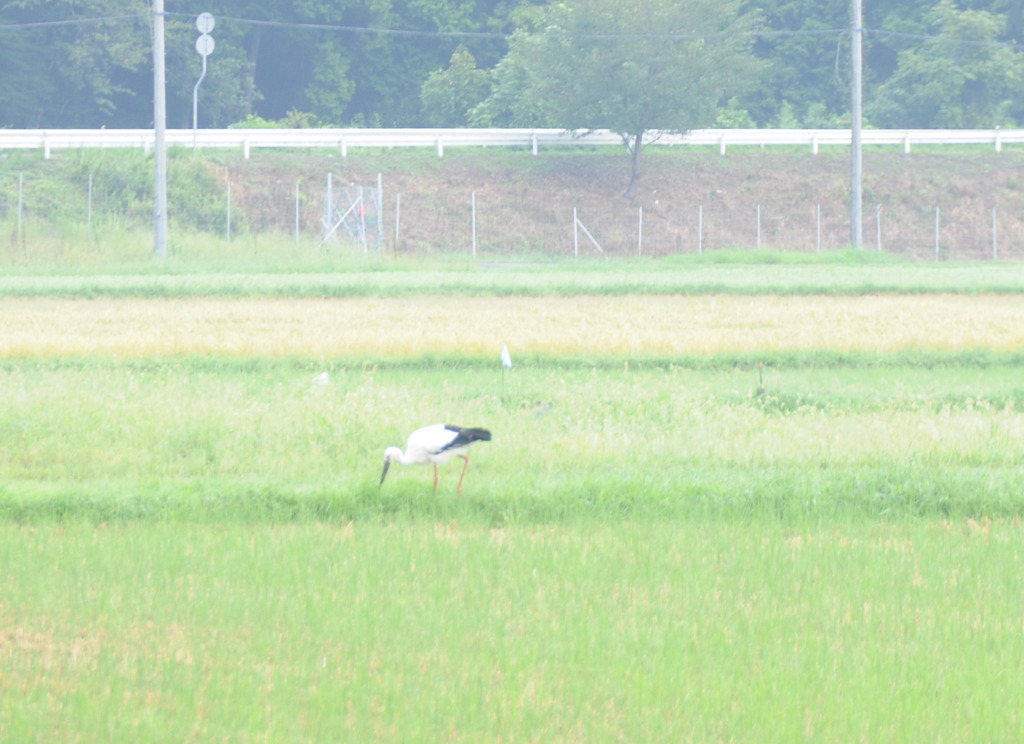 但馬國　出石藩　コウノトリ①