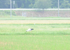 但馬國　出石藩　コウノトリ①