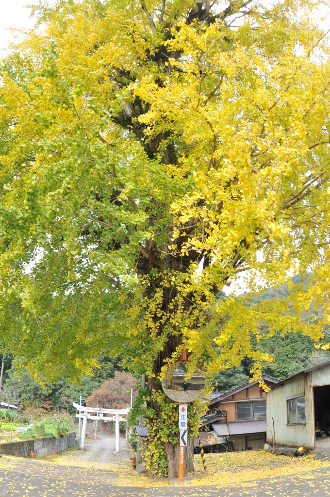 但馬國　出石荒木　イチョウ　①