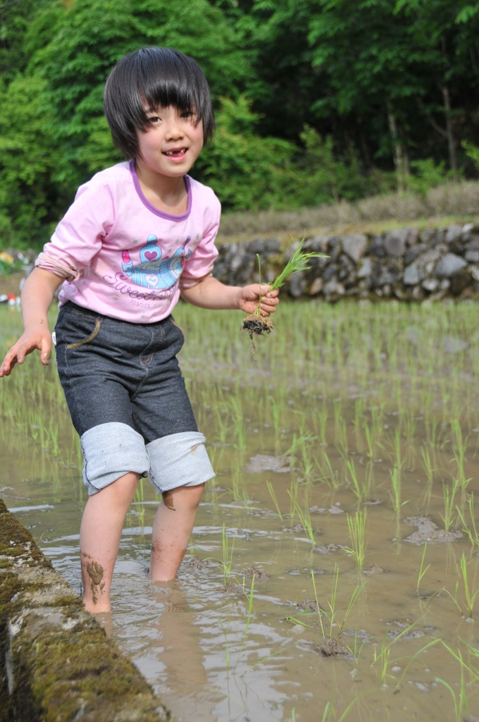 但馬國　初めての田植え②