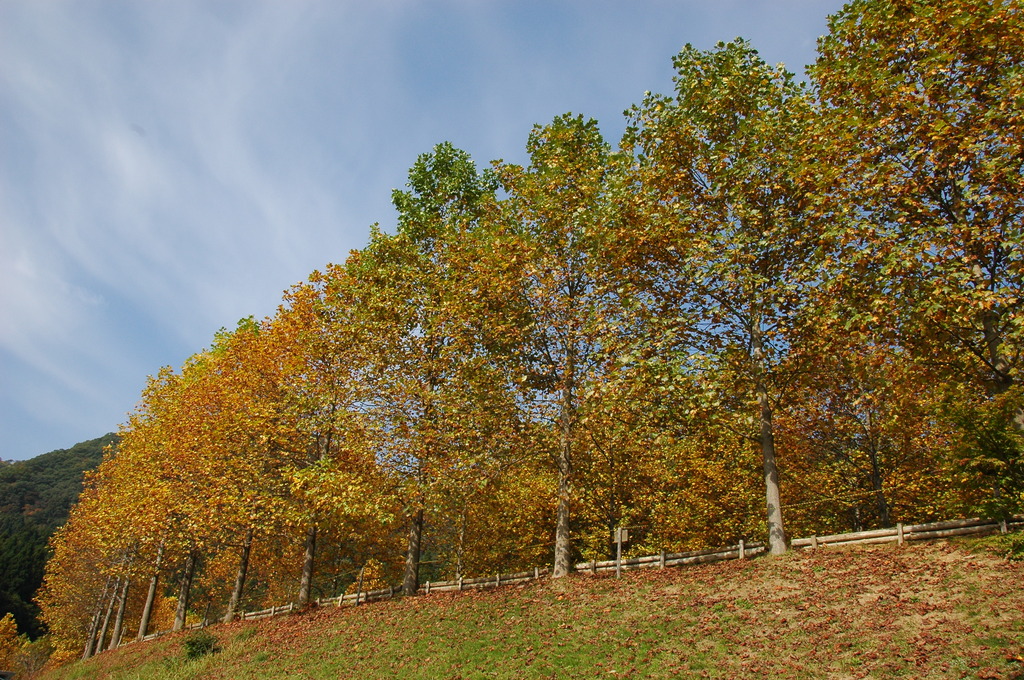 但馬國　湯の原オートキャンプ場②