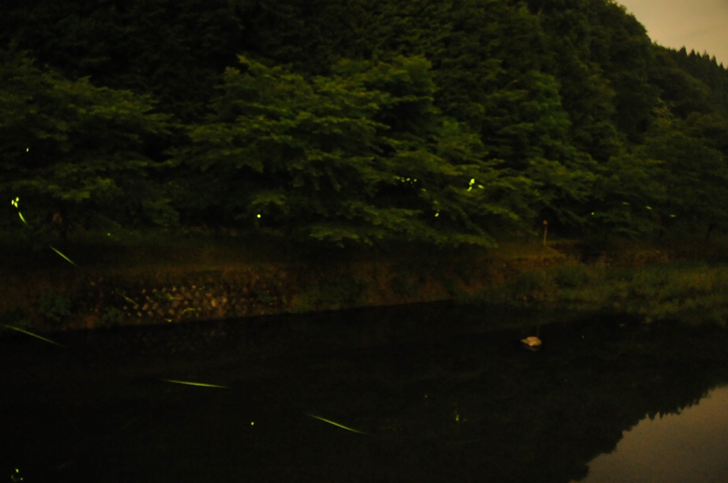 但馬國　Ｈ２５　ほたる