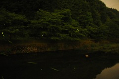 但馬國　Ｈ２５　ほたる