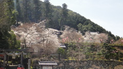 但馬國　出石藩　春の便り