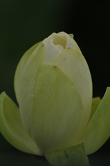 但馬國　出石藩　奥小野　蓮の薗