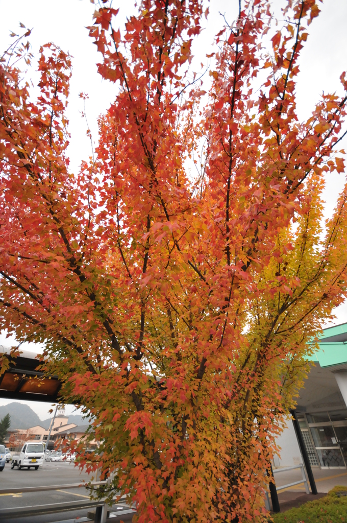 但馬國　勝手にライトアップ