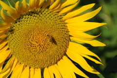 但馬國　神鍋高原　夏　ひまわり①