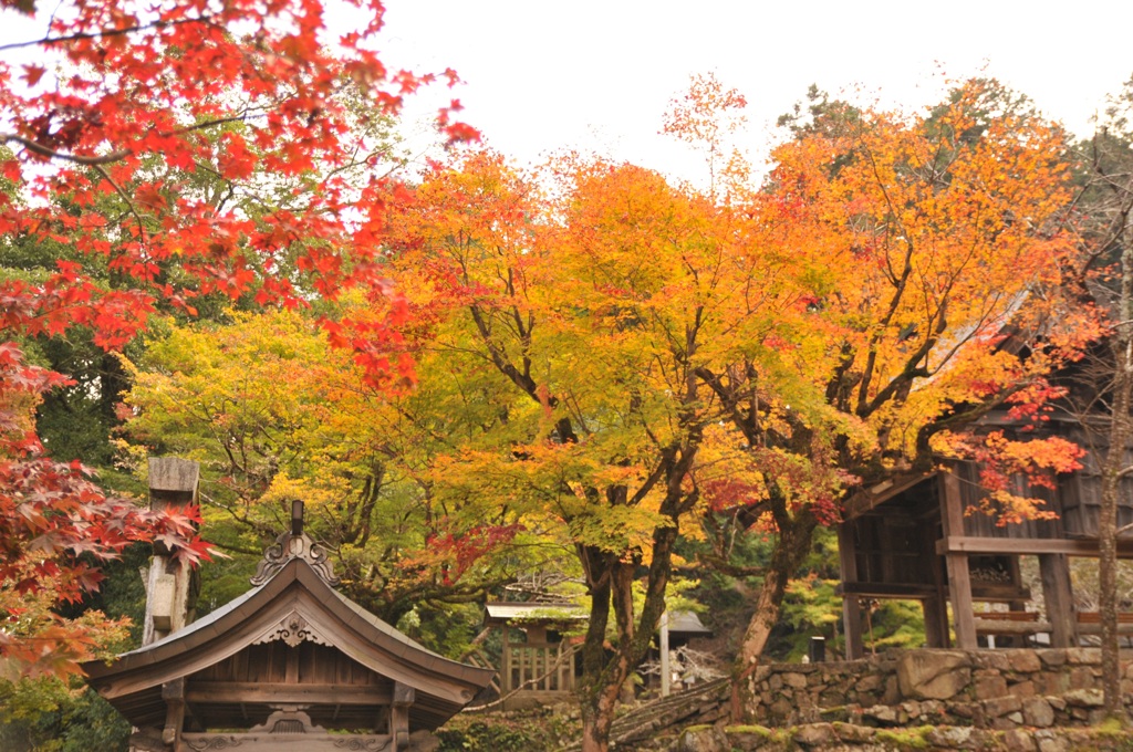 但馬國　養父神社　紅葉まつり　②