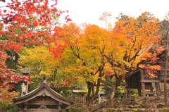 但馬國　養父神社　紅葉まつり　②