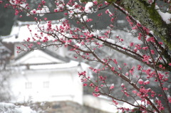 但馬國　春の雪　出石城　②