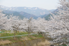 但馬國　桜と残雪妙見山