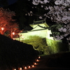但馬國　出石藩　出石城夜桜