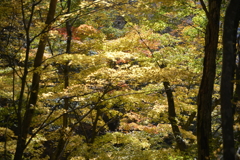 但馬國　小佐の郷　妙見山　黄金の輝き