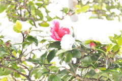 但馬國　積雪