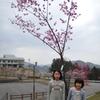 桜　さく