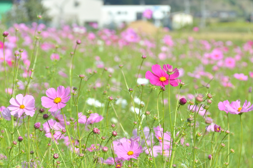 但馬國　出石藩　コスモス畑　②