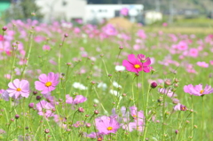 但馬國　出石藩　コスモス畑　②