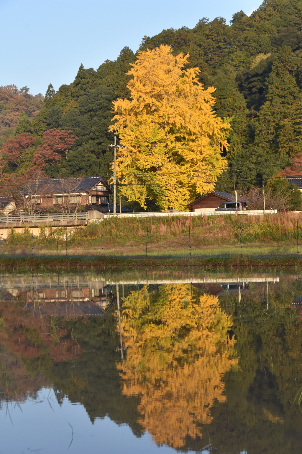 但馬國　出石　荒木の神社　イチョウ②