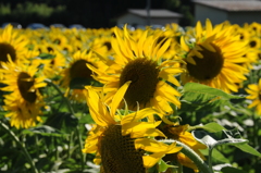 但馬國　神鍋高原　夏