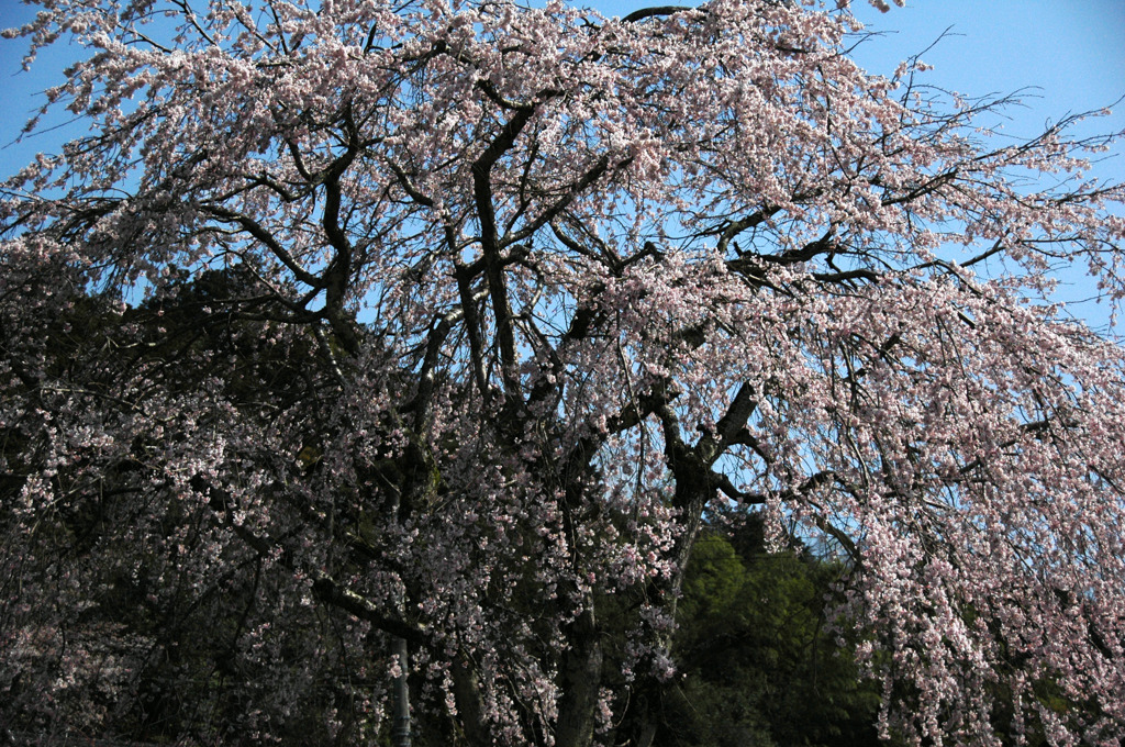 但馬國　八鹿　しだれ桜①