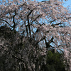 但馬國　八鹿　しだれ桜①