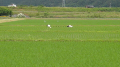 但馬国　出石藩　コウノトリ
