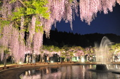 但馬國　和田山・白井大町 藤 公園　２