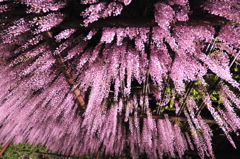 但馬國　和田山・白井大町 藤 公園