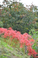 但馬國　小佐の郷　秋②