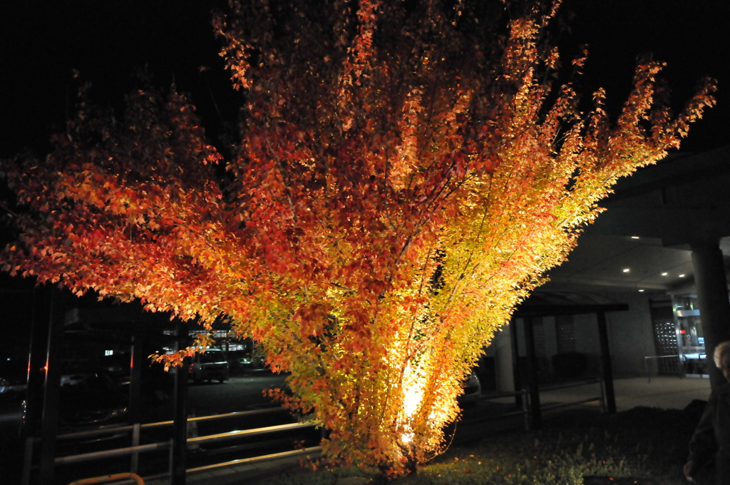 但馬國　勝手にライトアップ