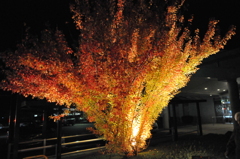 但馬國　勝手にライトアップ