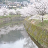 今朝の桜