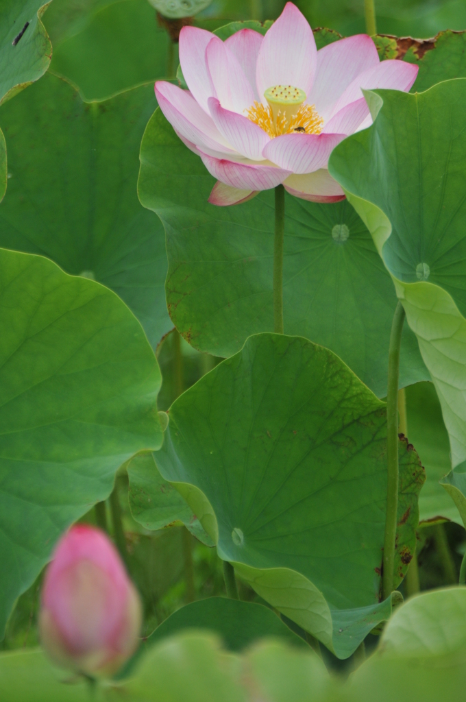 但馬國　出石藩　奥小野　蓮の薗