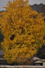 但馬國　出石藩　荒木　イチョウ