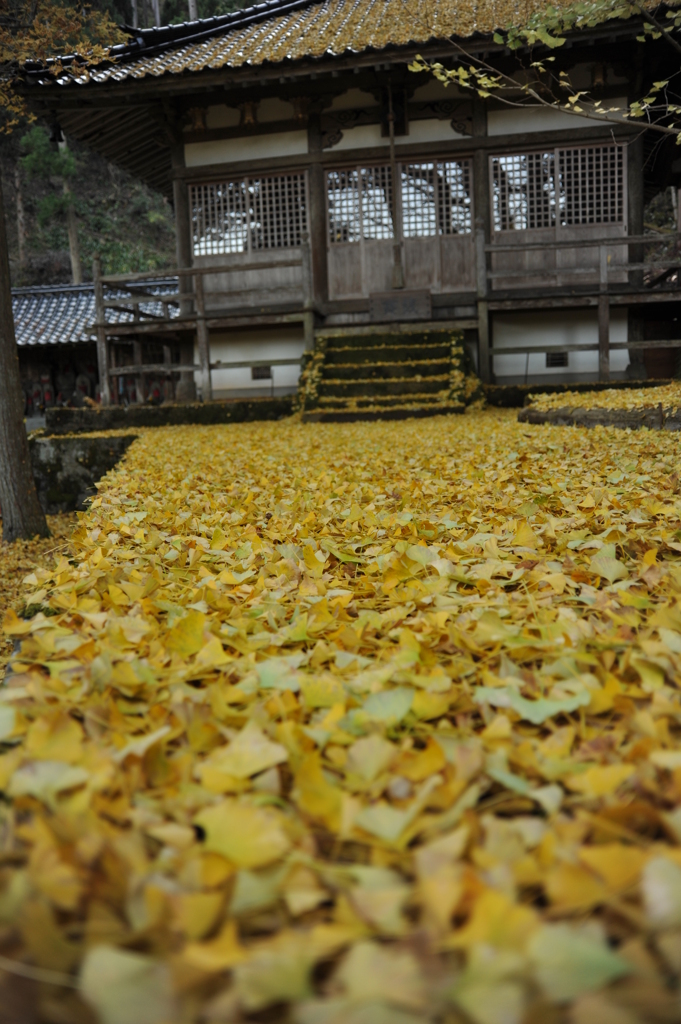 但馬國　小佐乃郷　日光院　イチョウのじゅうたん
