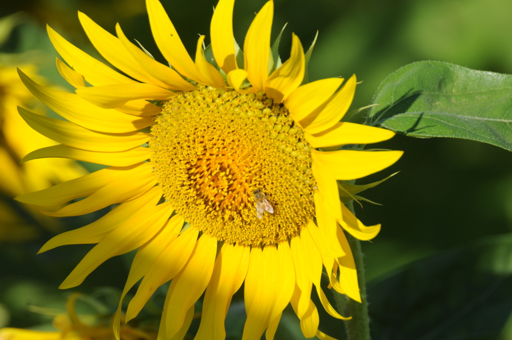 但馬國　神鍋高原　夏　ひまわり③