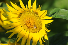 但馬國　神鍋高原　夏　ひまわり③