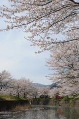 但馬國　小佐川の桜