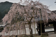 但馬國　出石藩　家老屋敷　しだれ桜